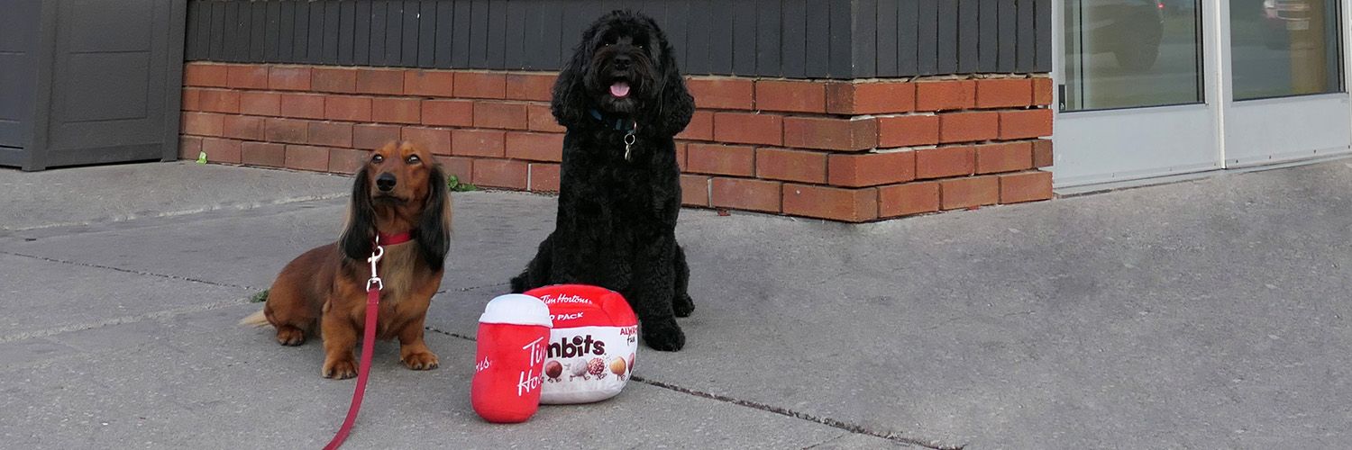 Dress your dog for National Dog Day, Halloween and beyond 